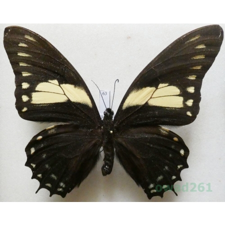 Papilio aristeus Cramer, 1781 Peru 102mm63